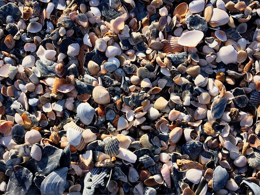 beach, shells, sand, sea, ocean, sea shells, pebble, nature HD wallpaper