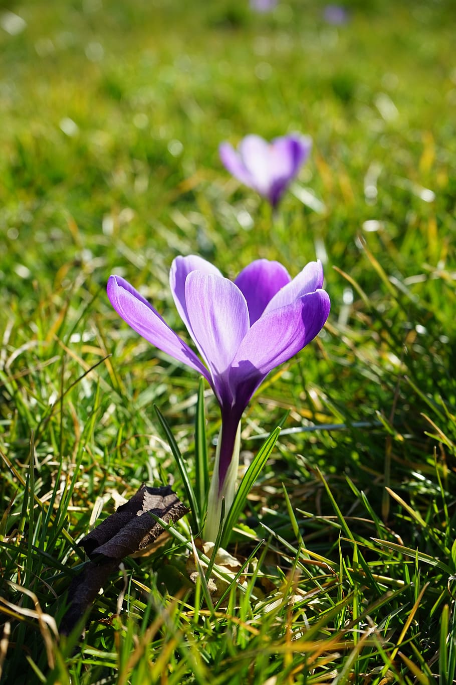 Crocus, Flowers, Plant, Spring, frühlingsblüher, violet, schwertliliengewaechs HD wallpaper