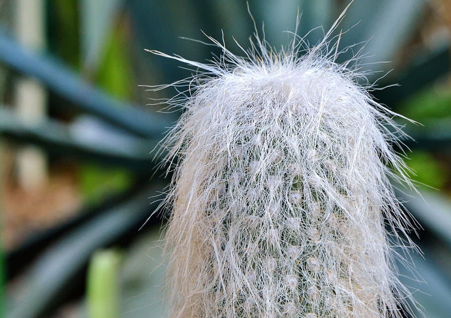 cactus, spur, green, prickly, plant, thorns, nature, pointed HD wallpaper