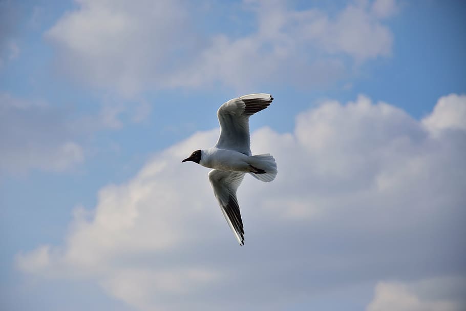 seagull, bird, flight, nature, wings, sky, animals, pen, wild birds HD wallpaper