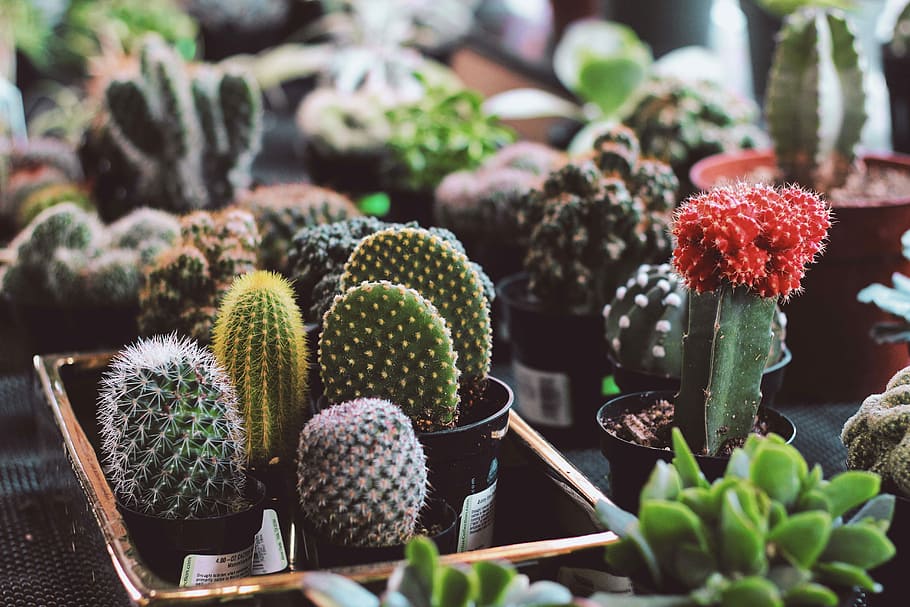 assorted potted succulent plants, assorted-color cactus plant lot