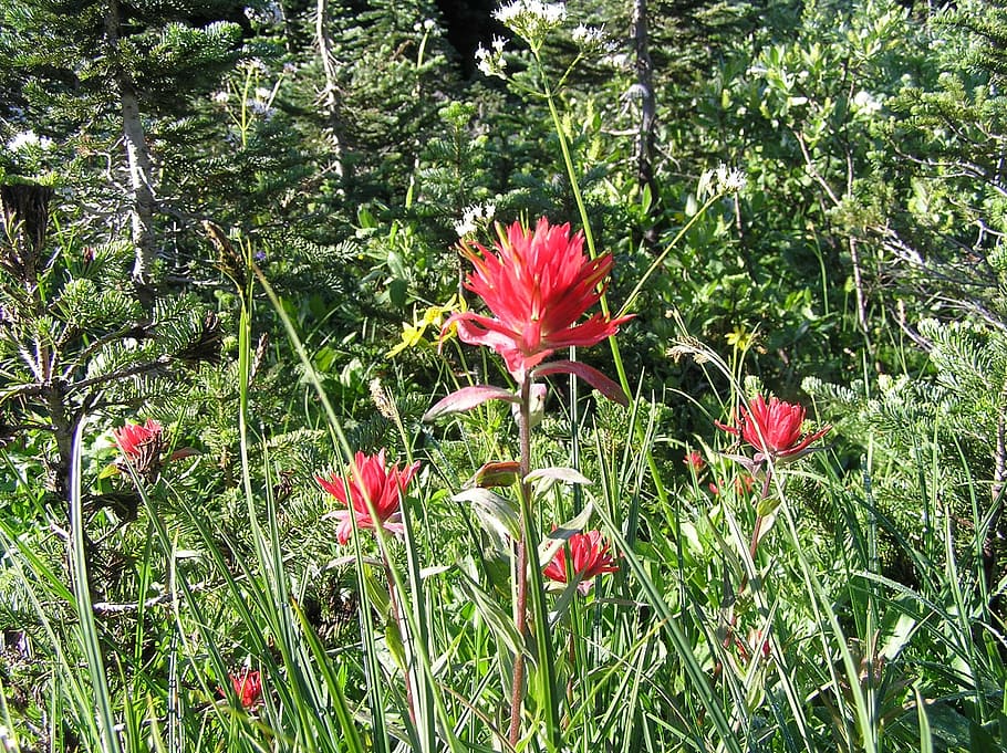 flowers, red, alpine, meadows, nature, floral, color, petal HD wallpaper