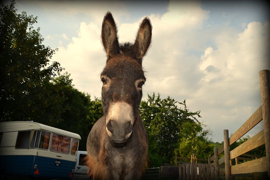 donkey, caravan, amorette, 1966, mammal, animal, animal themes HD wallpaper