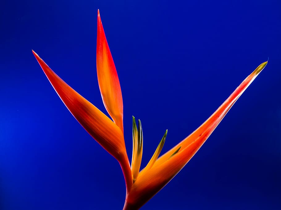 30+ Strelitzia wallpapers HD | Download Free backgrounds