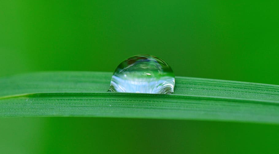 drop, water, grass, rain, nature, wet, fall, plant, raining HD wallpaper