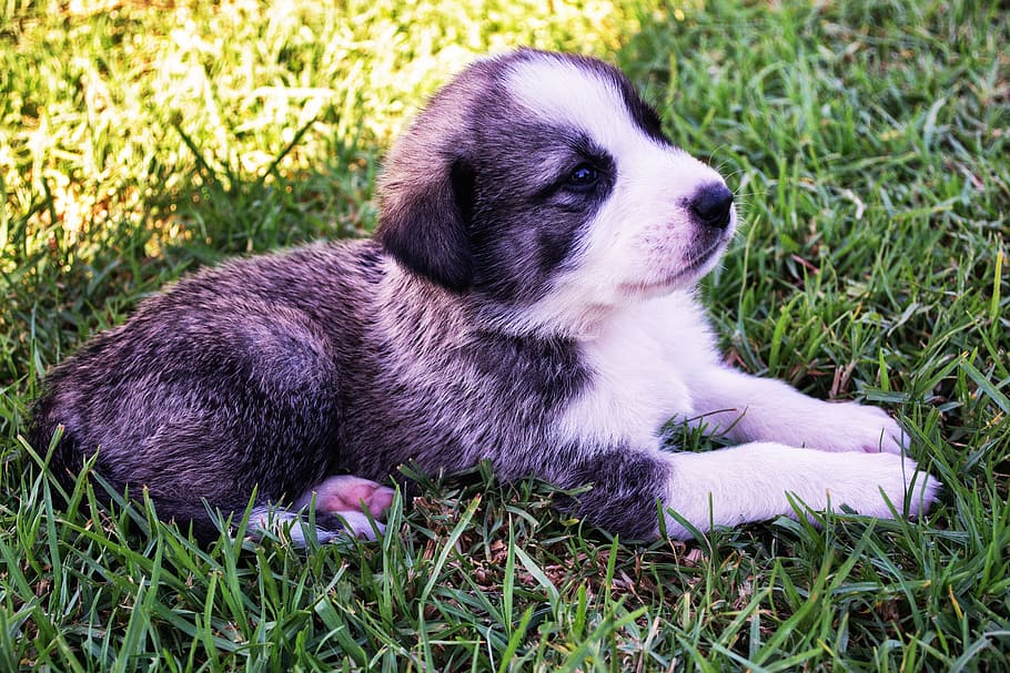 short-coated black and white puppy lying on green grass, dog