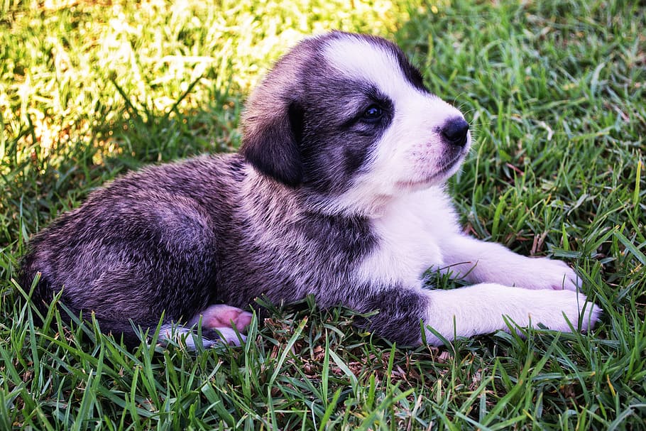 short-coated black and white puppy lying on green grass, dog, HD wallpaper