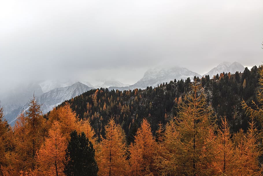 Landscape Photography of Brown Pine Trees, adventure, autumn HD wallpaper