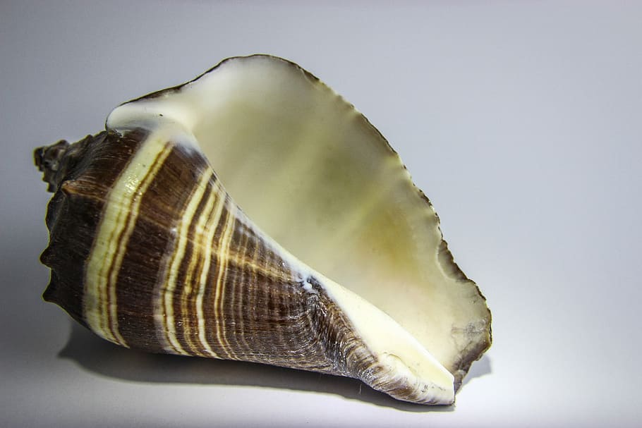 shellfish, seashell, nature, ocean, marine, closeup, studio shot HD wallpaper