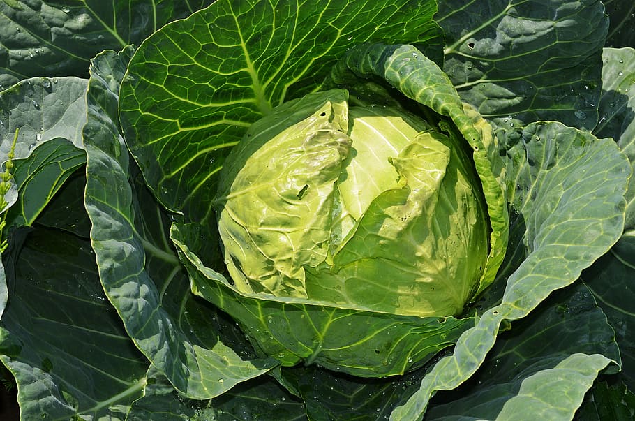 cabbage vegetable, a vegetable, vegetables, eating, healthy food, HD wallpaper