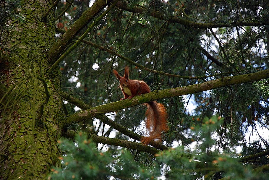 Squirrel, Forest, Tree, Nature, Ruda, the squirrel, animal wildlife HD wallpaper