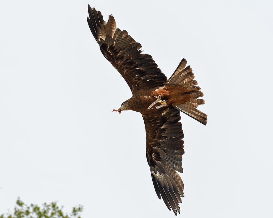 buzzard, raptor, flight, bird, sky, eat, flying, animal themes HD wallpaper