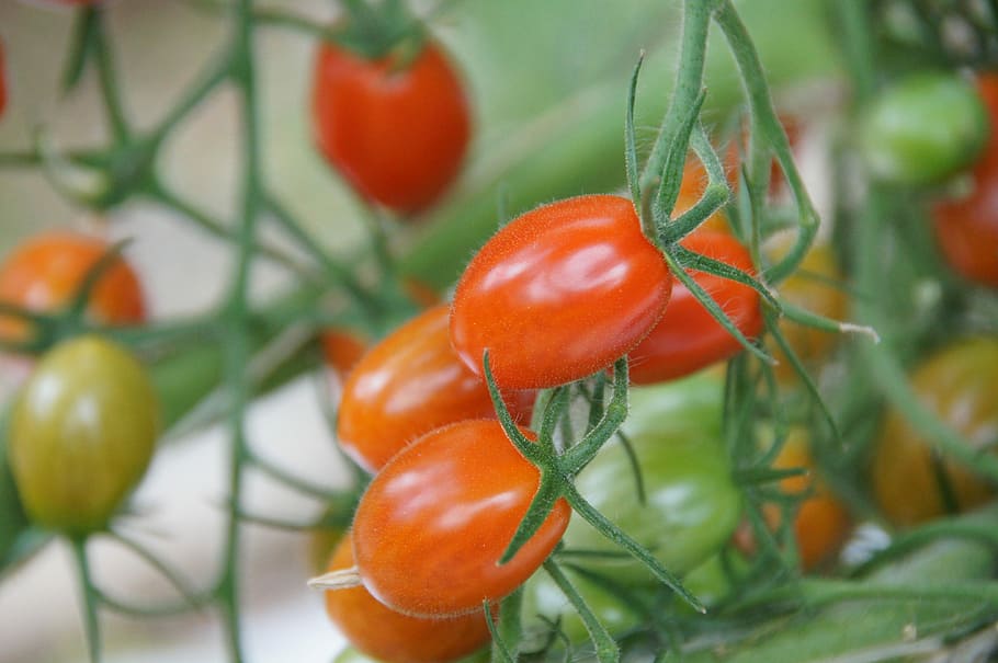 Cherry Tomatoes, Greenhouse, Vegetables, agriculture, hors-sol, HD wallpaper