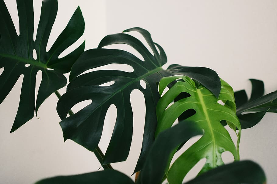 green leaves, green leafed plants, minimal, white, minimalism, HD wallpaper
