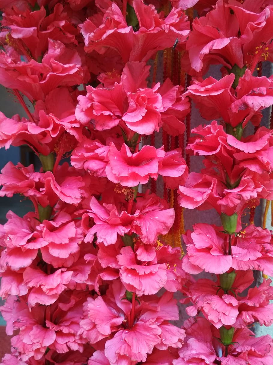 flower, color, closeup, flowering plant, pink color, beauty in nature HD wallpaper