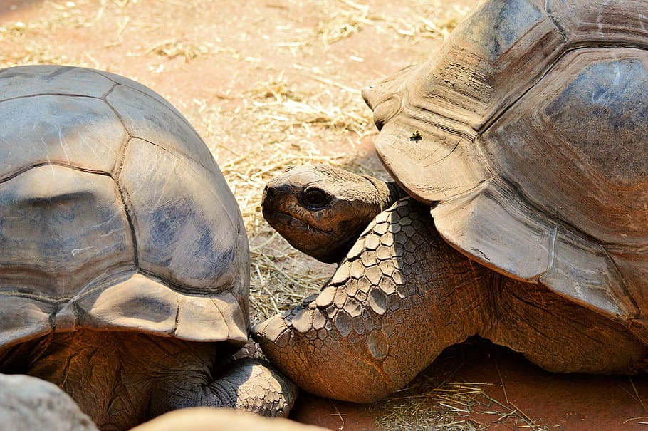 Turtle, Reptile, Tortoise, tortoise shell, giant tortoise, zoo, HD wallpaper