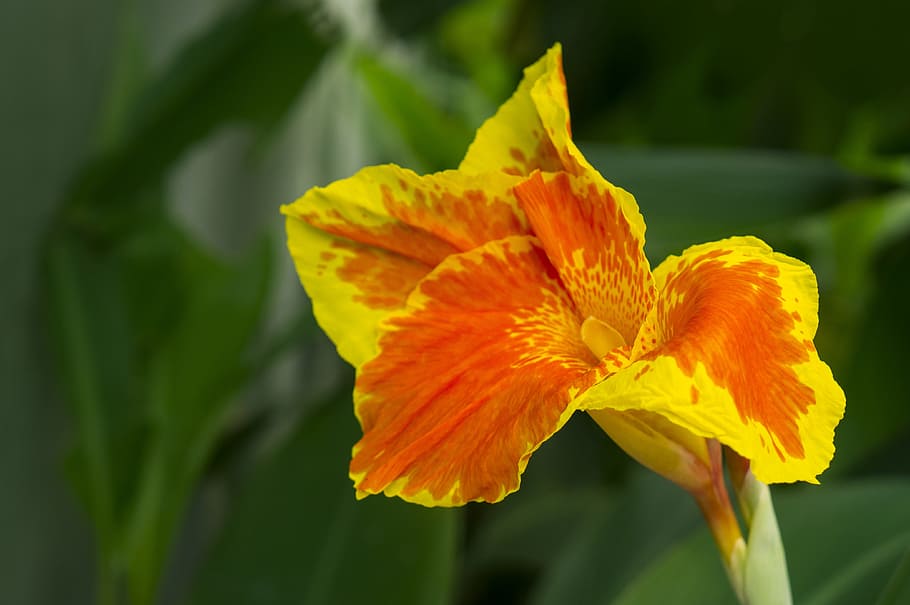 lily, natural, pomp, flowering plant, petal, beauty in nature HD wallpaper