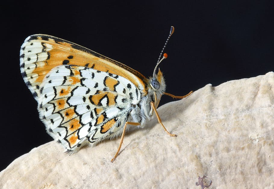 brown and white butterfly on brown surface, close, mac, insect HD wallpaper