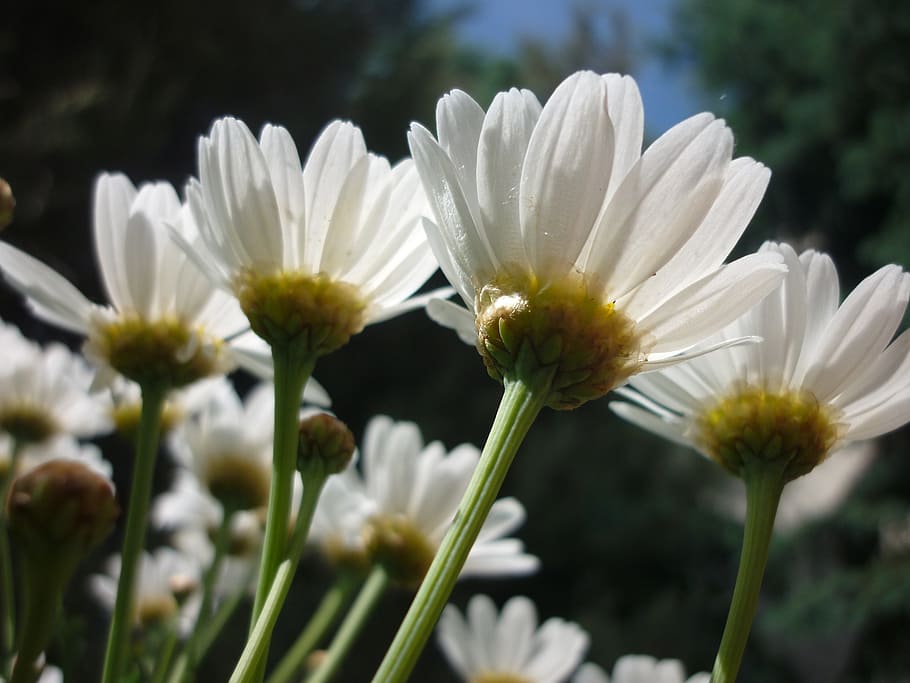 daisy, white, flower, garden, nature, flowering plant, growth HD wallpaper