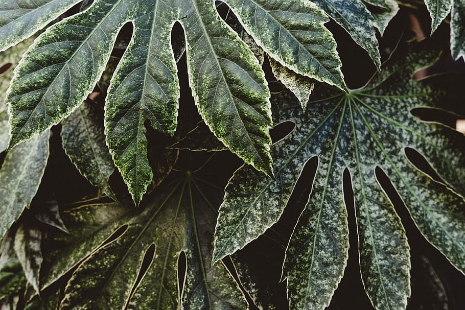 green leaf, close-up photography of green leafed plants, detail HD wallpaper