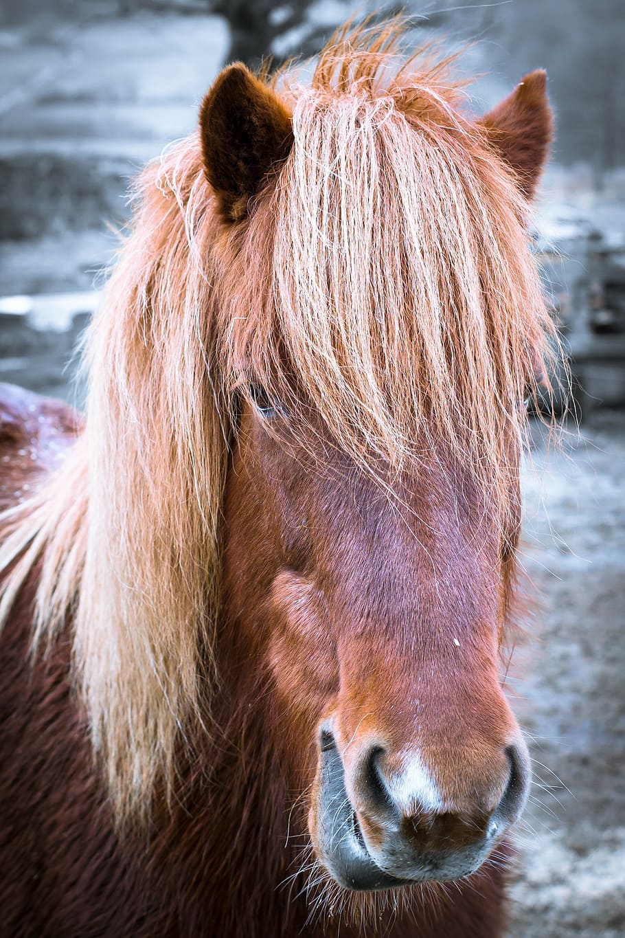 brown donkey closeup photo, horse, pony, head, portrait, horse head