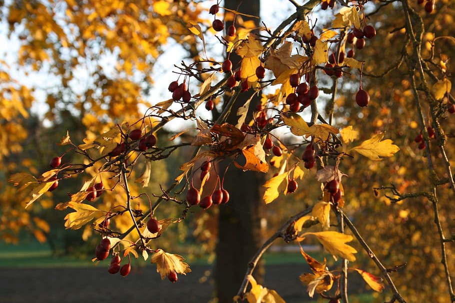 Maple Leaves, Autumn, leaf, fall foliage, tree, nature, branch HD wallpaper