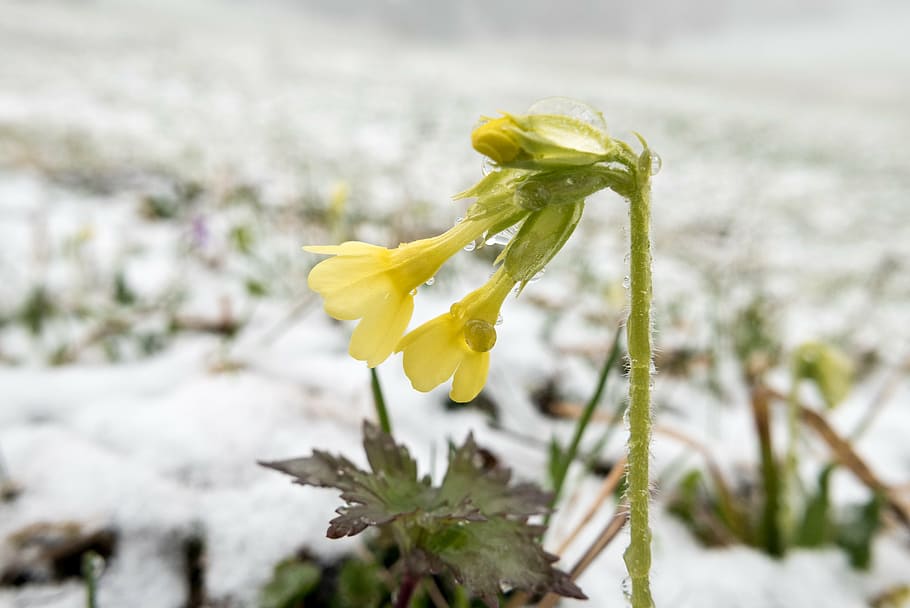 cowslip, winter, snow, winter blast, spring, wintry, rau, white HD wallpaper