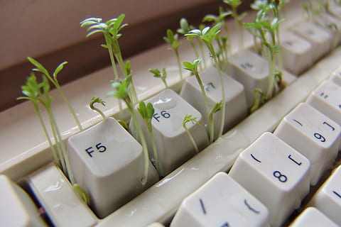 closeup photo of green seedlings on white computer keyboard HD wallpaper