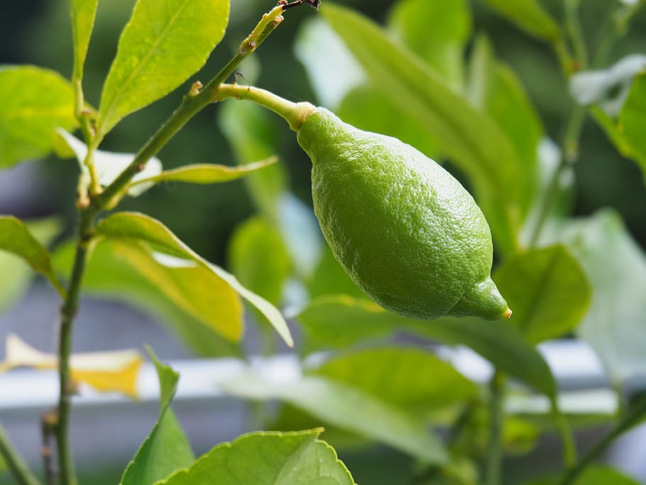 green, lemon, fruit, plant part, leaf, green color, growth HD wallpaper