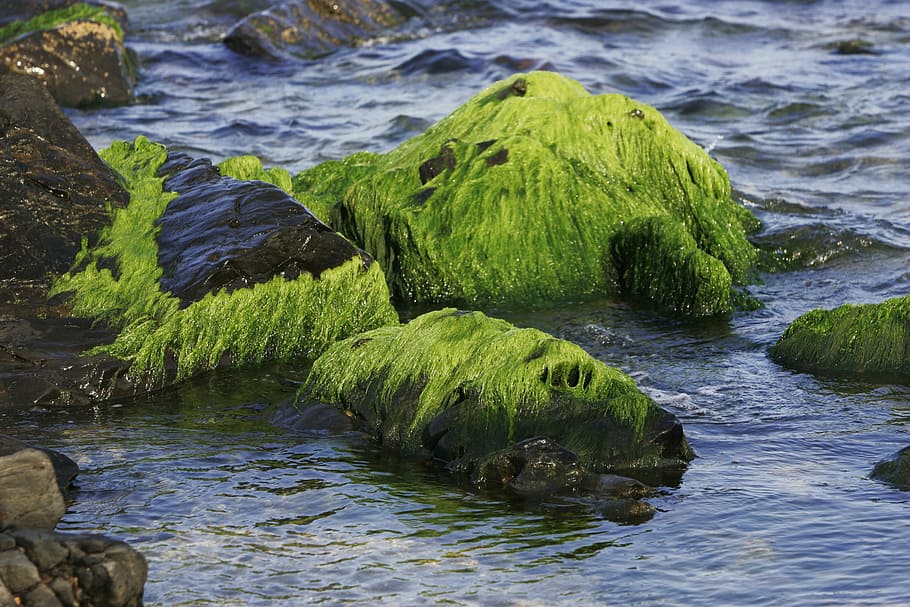 Sea, Waves, Moss, water, no people, nature, river, outdoors HD wallpaper