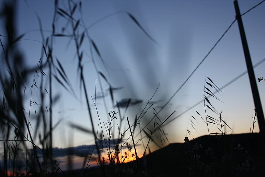dusk, nature, sunset, sky, silhouette, plant, cloud - sky, no people HD wallpaper