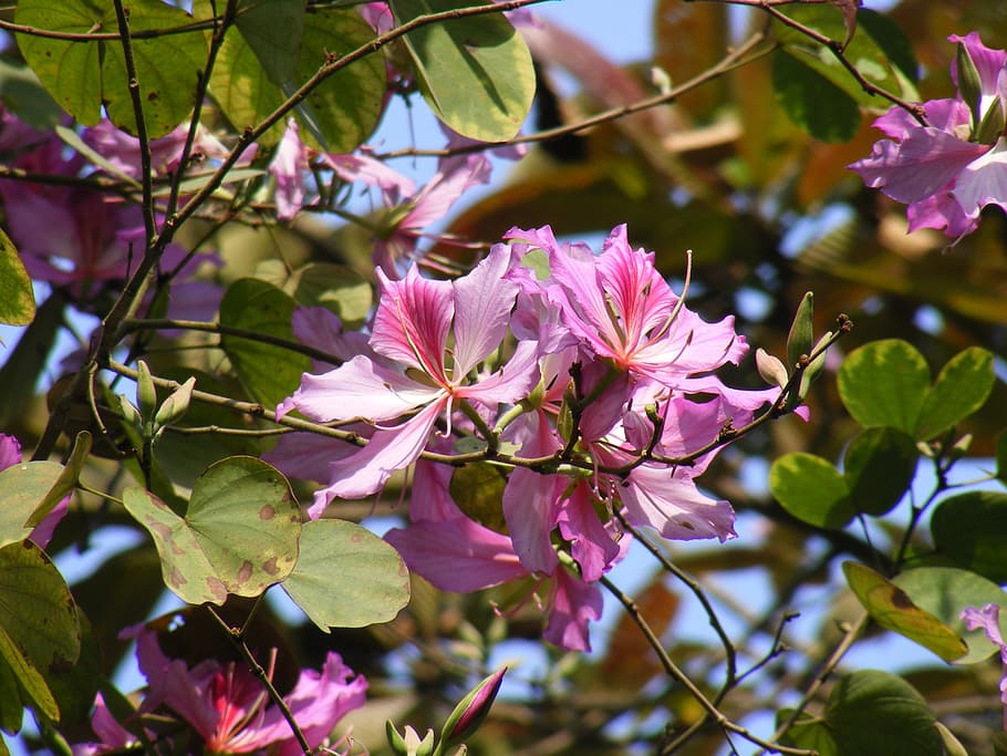 flowering, blooming, tree, branch, floral, plant, natural, blossom HD wallpaper
