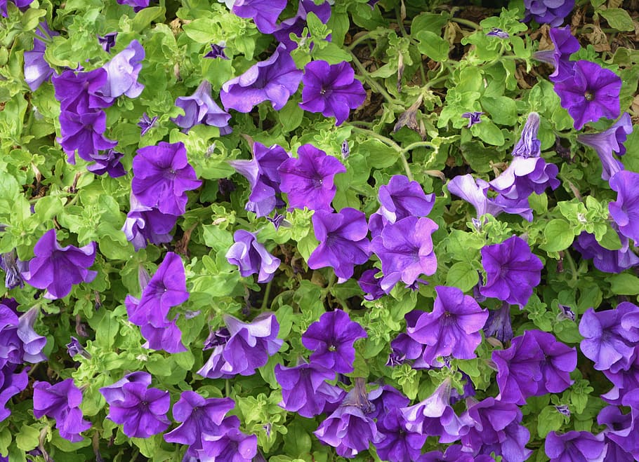 HD wallpaper: petunia purple, green leaves, flowers, plant, leaf petunia |  Wallpaper Flare