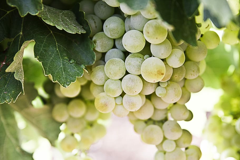 selective-focus photography of green grapes, selective focus of green grapes HD wallpaper