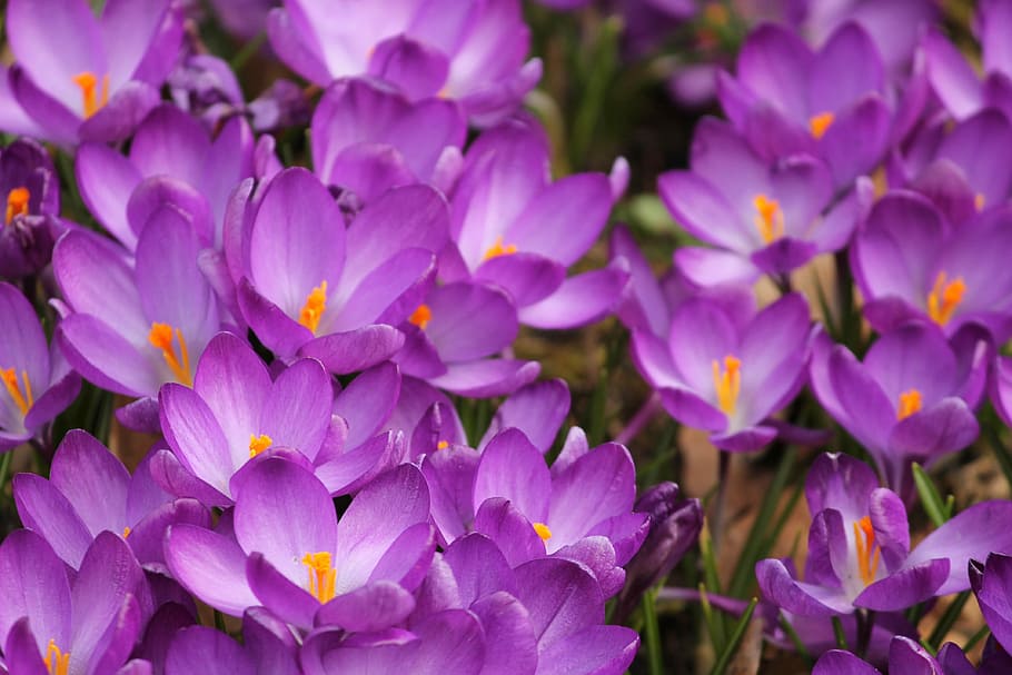 close-up photography of purple crocus flowers, spring, early bloomer HD wallpaper