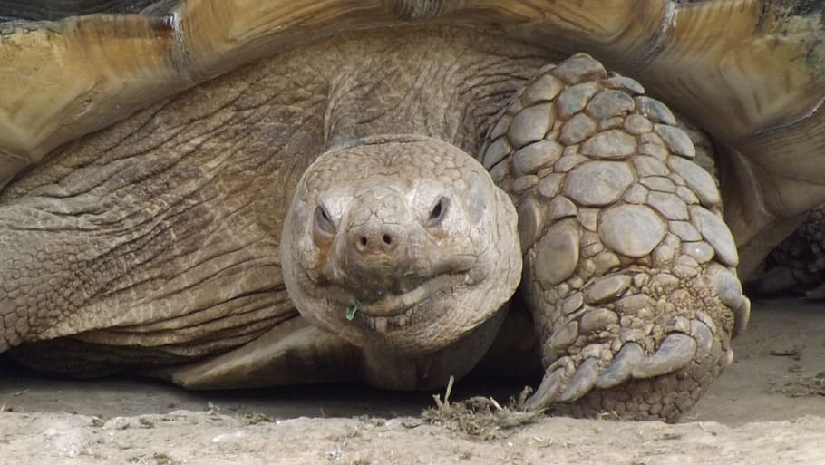 Turtle, Animals, Zoo, one animal, reptile, tortoise, animal wildlife HD wallpaper