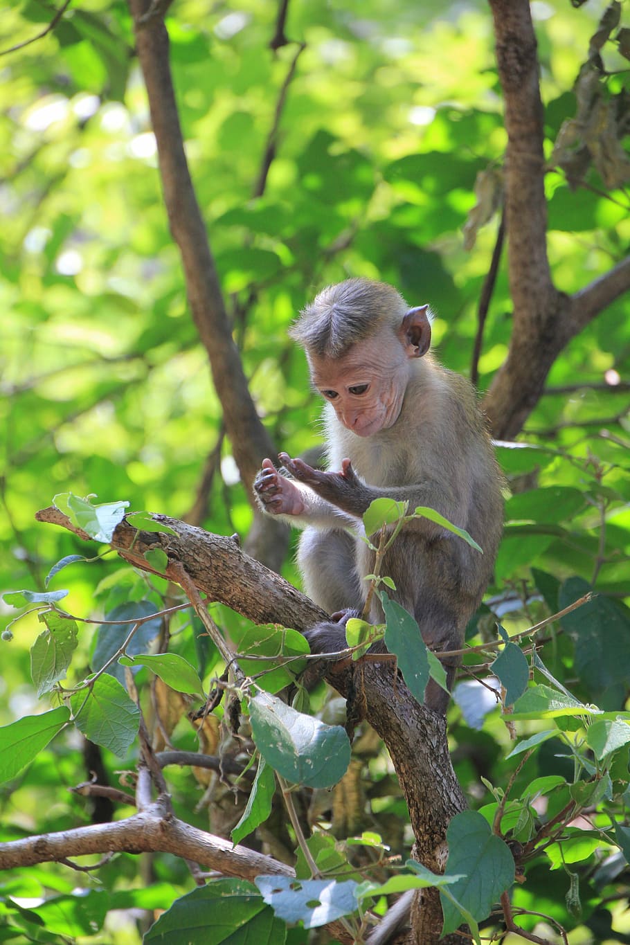 Monkey, Look, Hand, monkey look on the hand, makake, cute, animal HD wallpaper