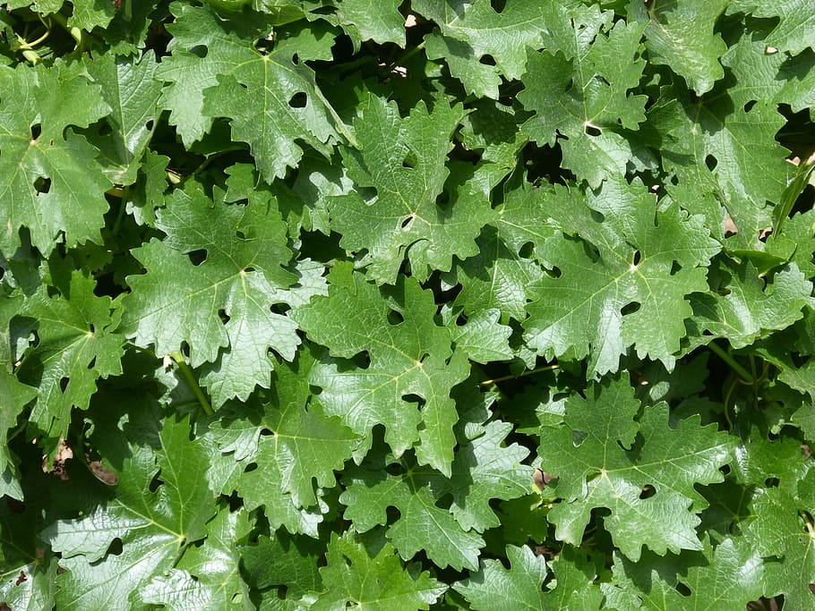 leaves, vine, parra, background, carpet of leaves, green color HD wallpaper