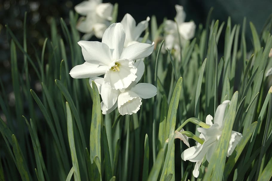 white flower, spring, white flowers, flowering plant, beauty in nature HD wallpaper