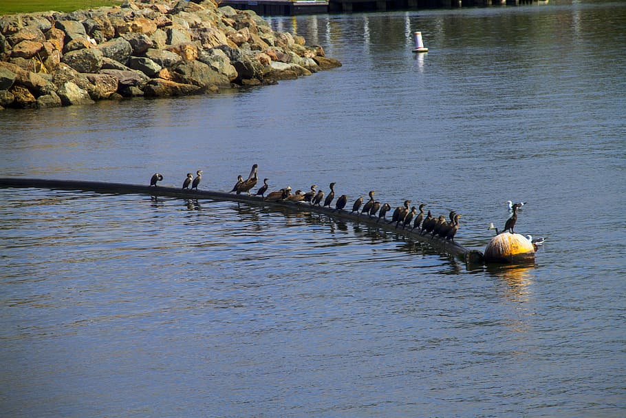 pelican, seabird, ocean, harbor, nature, waterbird, roost, animals in the wild HD wallpaper