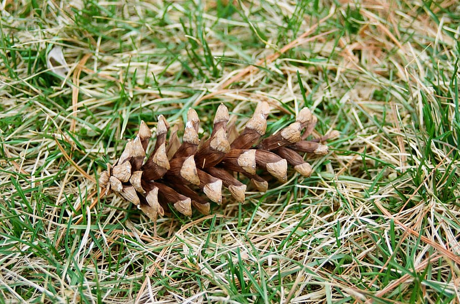 pinecone, outdoors, ground, green, grass, tree, seed, plant HD wallpaper