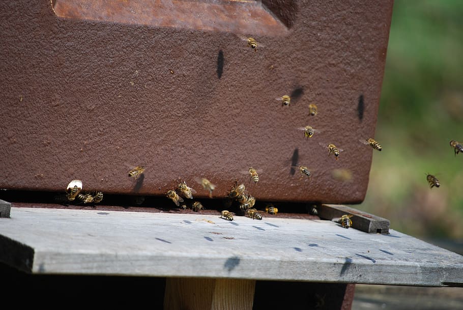 nature, wood, bees, animals in the wild, animal themes, animal wildlife HD wallpaper