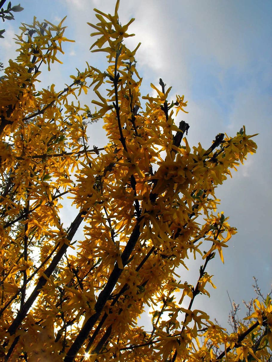 golden shower, branches, plant, spring, sun, tree, low angle view, HD wallpaper