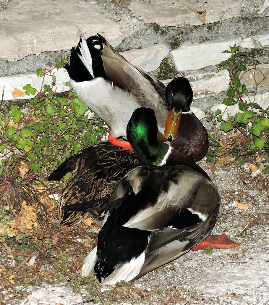 duck, bird, couple, animals, love, nature, wildlife, feather HD wallpaper
