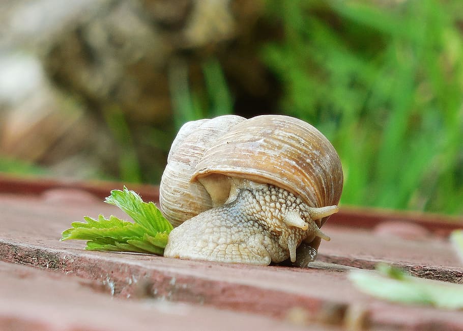 worm, conch, snail, nature, animal wildlife, shell, animal themes HD wallpaper