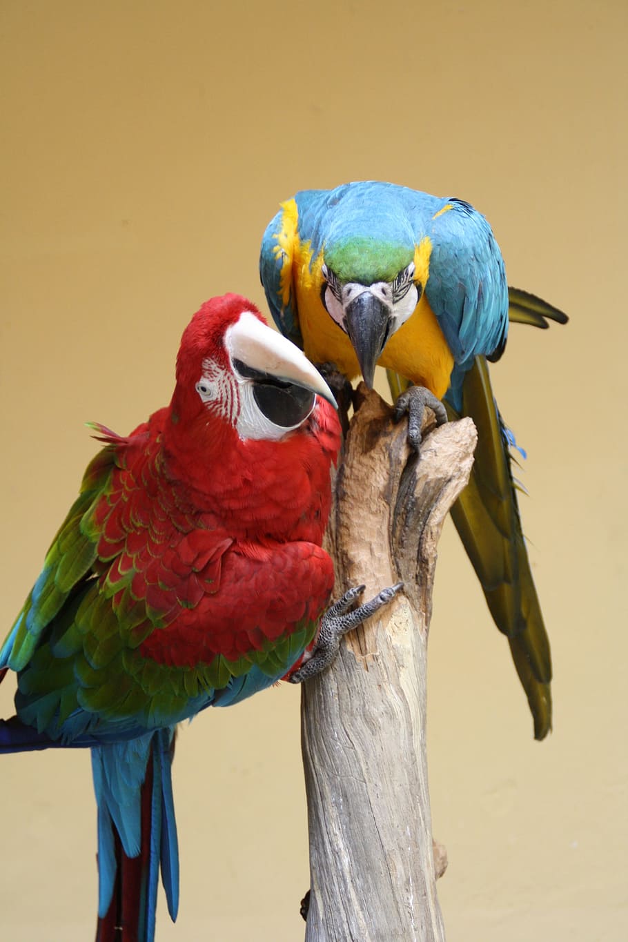 Parrot, Ara, Bird, Colorful, Animal, birds, feather, nature, HD wallpaper