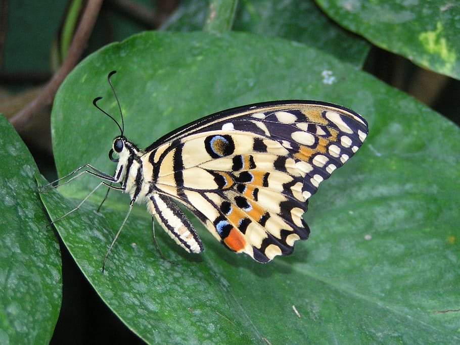 butterfly, colorful, insect, nature, butterfly - Insect, animal HD wallpaper