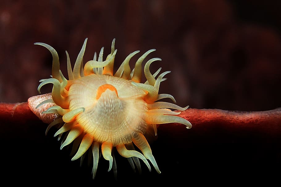 Anemone, Sea, Background, Aquatic, underwater, sea life, one animal HD wallpaper