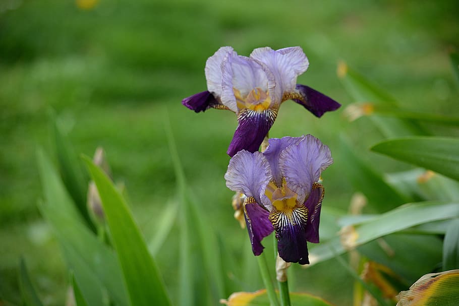 iris, flora, flowers, garden, nature, botany, flowering, blue HD wallpaper