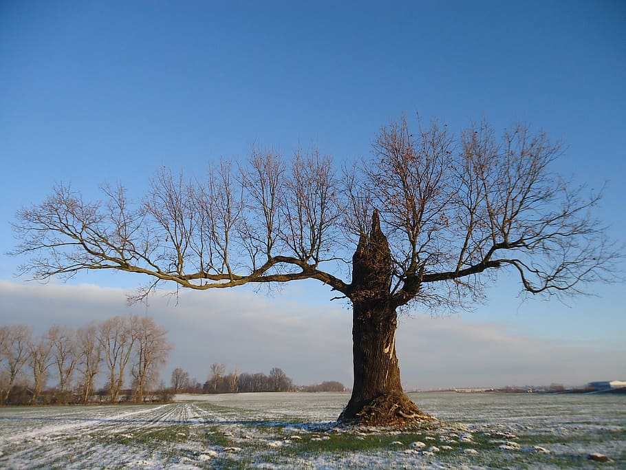 oak, forest, tree, winter, field, nature, snow, season, bare tree HD wallpaper